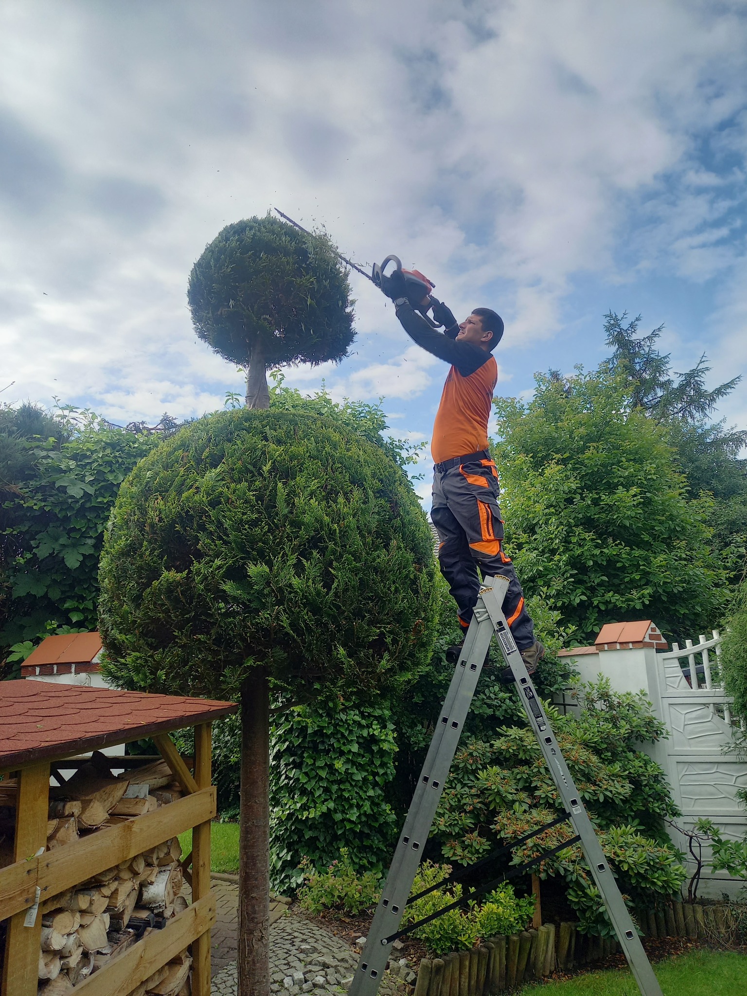 Mężczyzna na drabinie formuje kulę z tui za pomocą piły łańcuchowej, w tle błękitne niebo i inne drzewa.