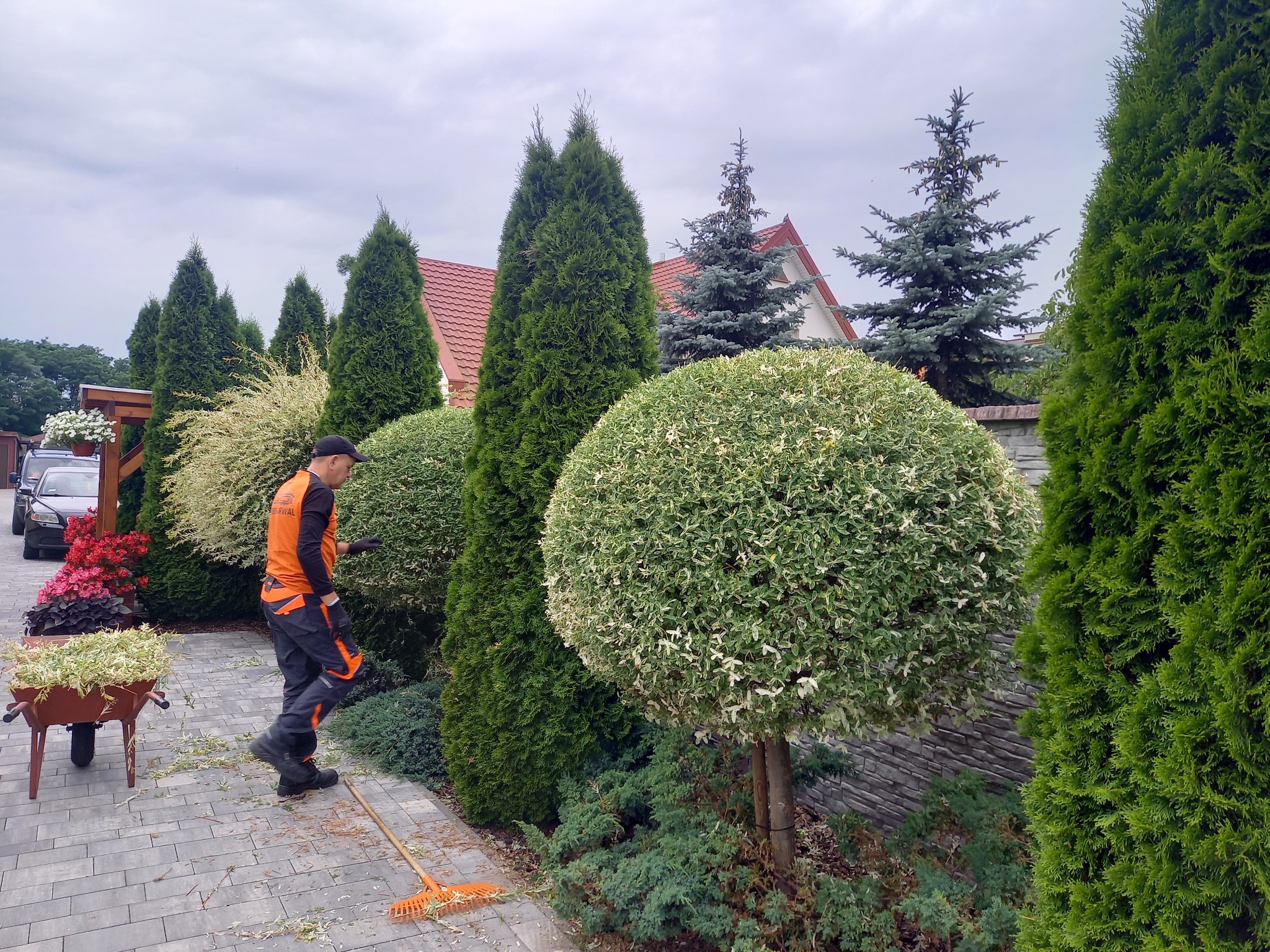 Pracownik w pomarańczowym ubraniu zbiera grabiami opadłe liście po formowaniu krzewów, obok taczka z przyciętymi gałązkami, w tle rząd tuj i kuliste krzewy na tle domu.