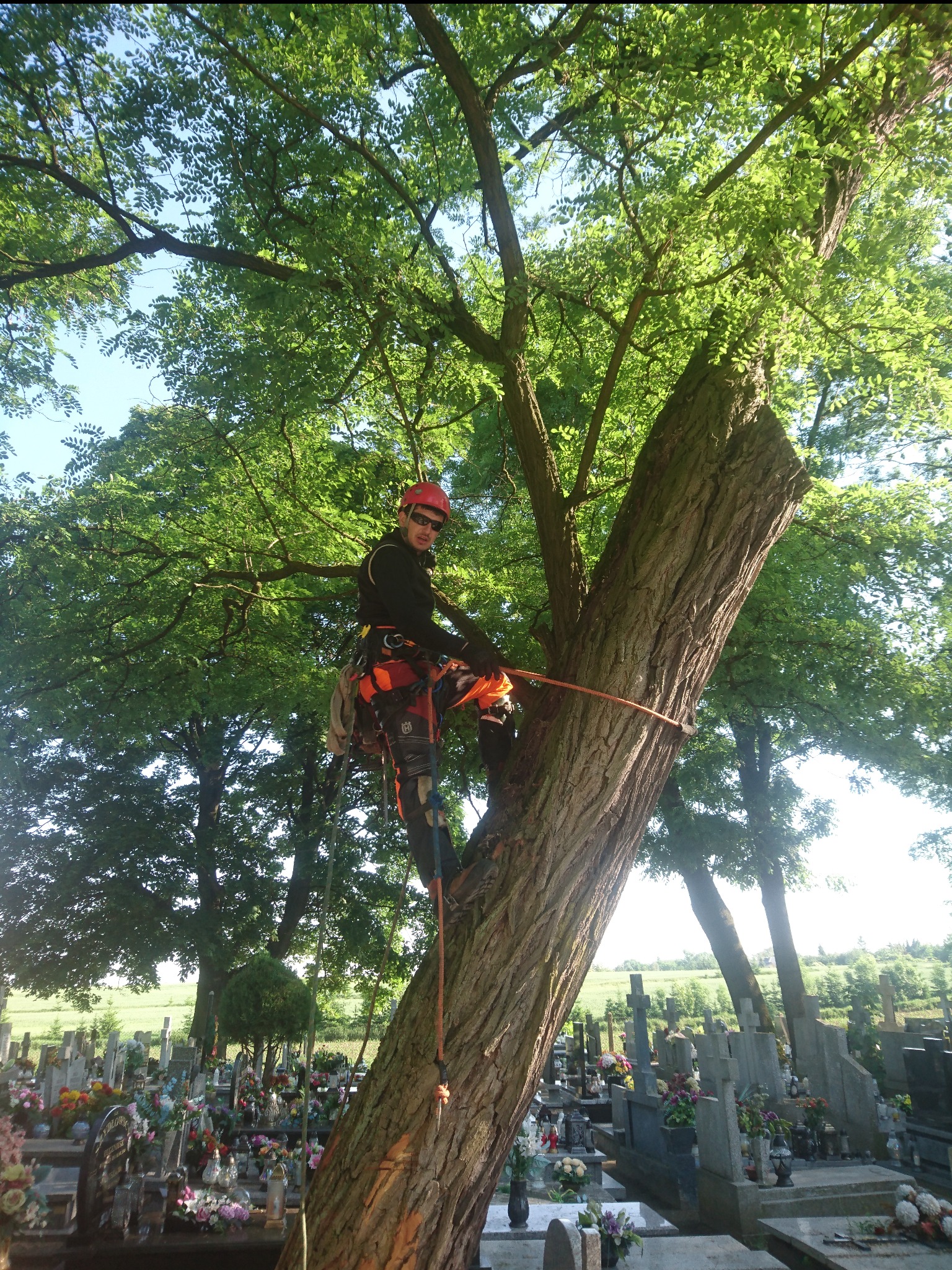 Arborysta w kasku i uprzęży, zabezpieczony liną, stoi na grubej gałęzi drzewa na tle cmentarza z nagrobkami i zielenią.