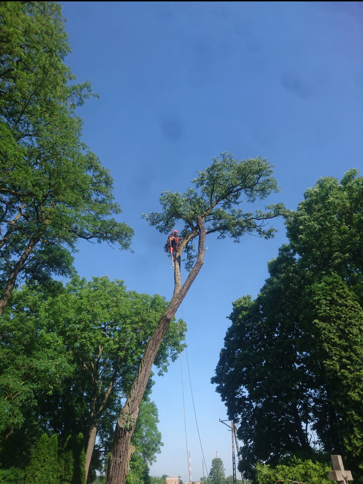 Arborysta w uprzęży, na wysokim drzewie z linami, na tle błękitnego nieba i zieleni drzew, cmentarz w tle.