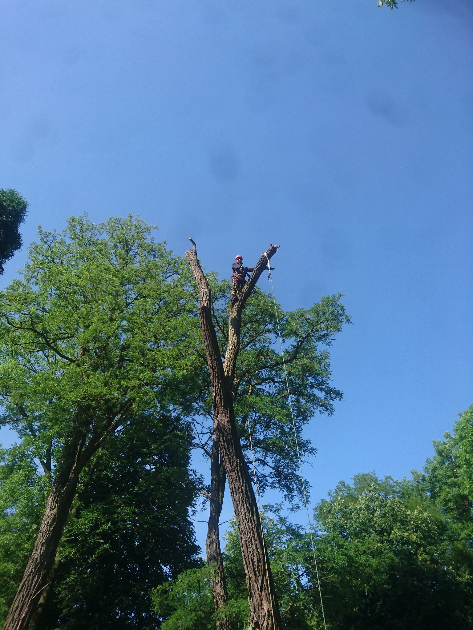 Pracownik w kasku i uprzęży na wysokości drzewa we Włocławku, zabezpieczony liną, po częściowym usunięciu gałęzi, na tle błękitnego nieba.