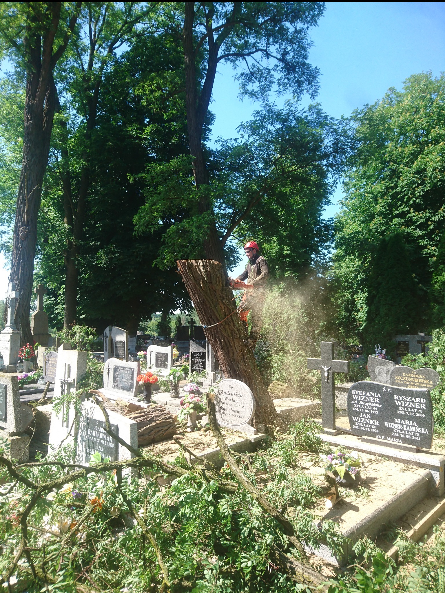 Mężczyzna w kasku i z piłą spalinową, zawieszony na linie, przecina pień drzewa na cmentarzu, w tle nagrobki i zieleń.