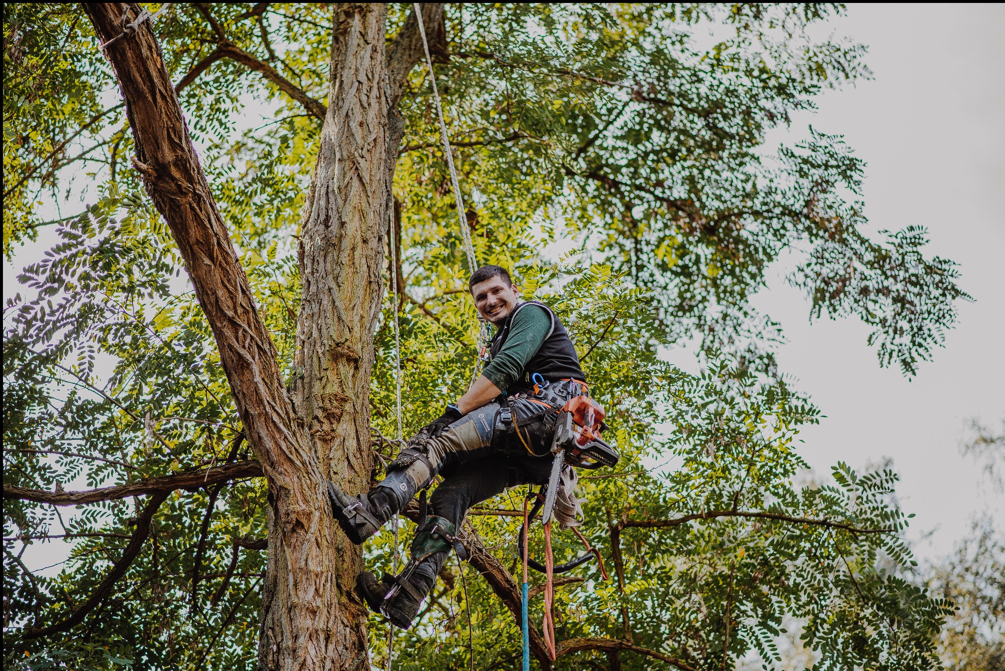 Arborysta uśmiecha się, siedząc na linie w koronie drzewa z piłą łańcuchową, zabezpieczony sprzętem alpinistycznym.