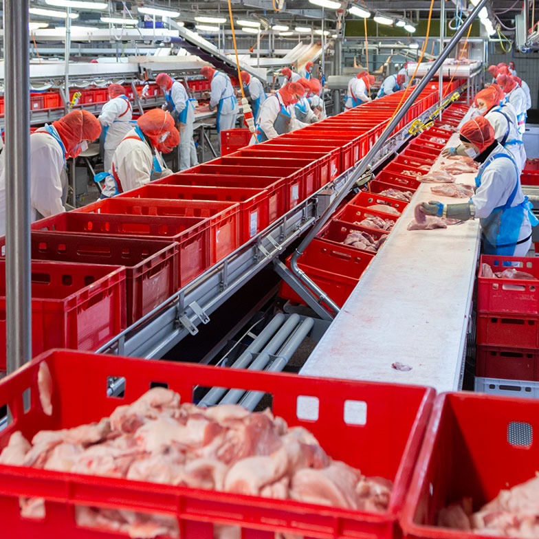 Linia produkcyjna w zakładzie przetwórstwa, pracownicy w uniformach sortują surowiec do czerwonych pojemników na taśmociągu.