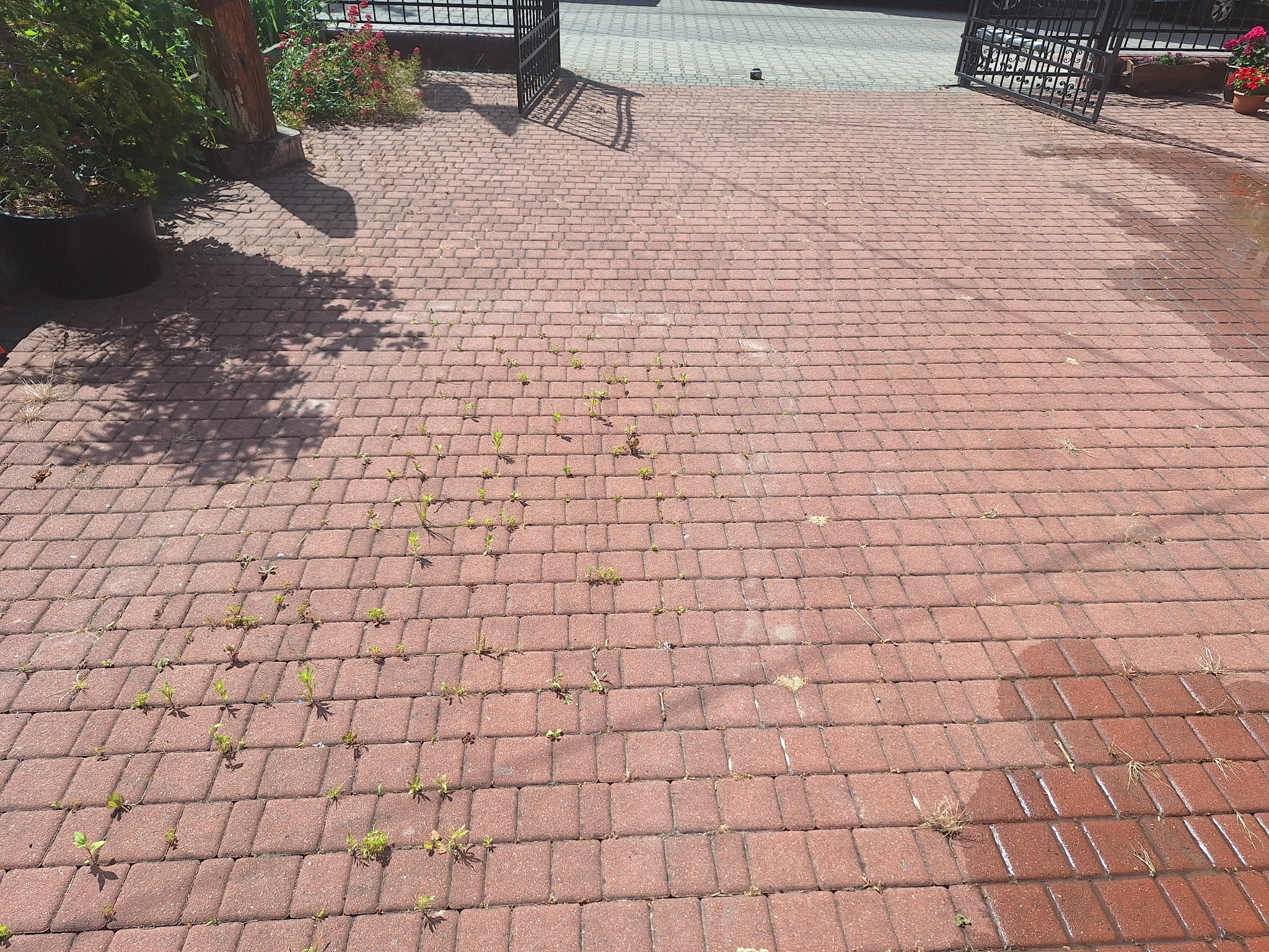 Czerwona kostka brukowa z chwastami i mokrymi plamami, widok z góry, brama w tle. Część kostki jest umyta, co sugeruje etap czyszczenia.