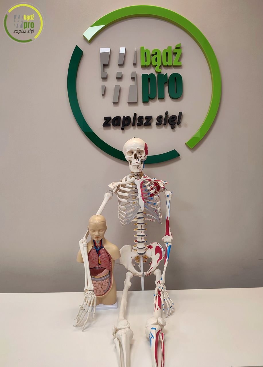 Model szkieletu człowieka i przekrój tułowia na białym stole, w tle logo firmy 'Bądź pro, zapisz się!' w kolorach zieleni i szarości.