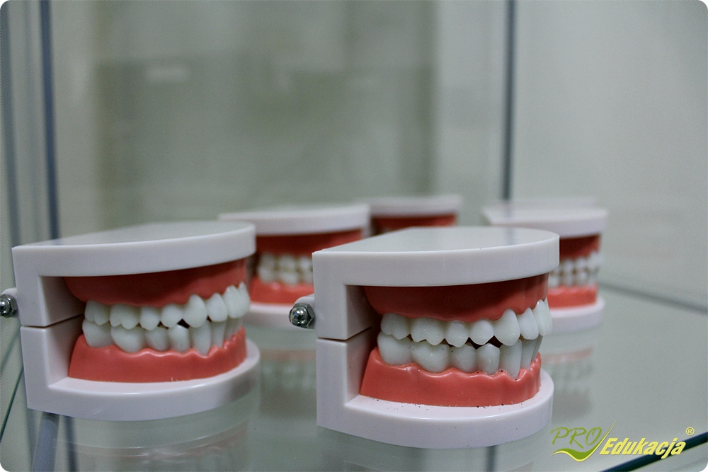 Modele szczęk z białymi zębami i różowymi dziąsłami ustawione na szklanej półce, służące do demonstracji edukacyjnych.