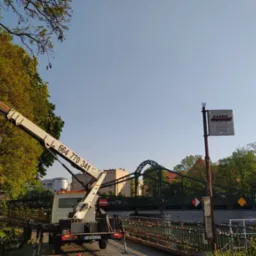 Pielęgnacja drzew na Ostrowie Tumskim