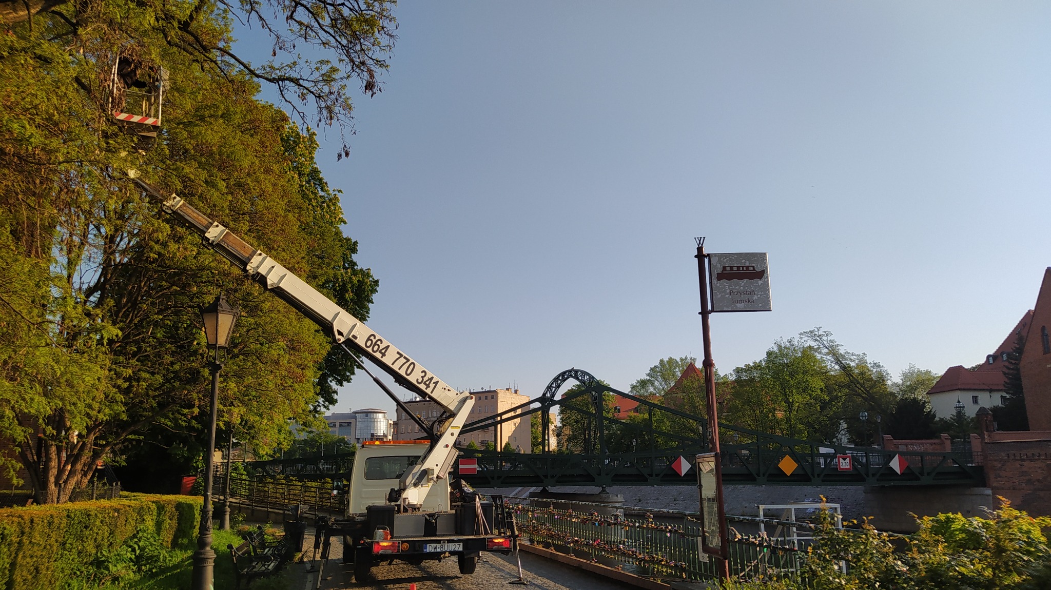 Pielęgnacja drzew na Ostrowie Tumskim