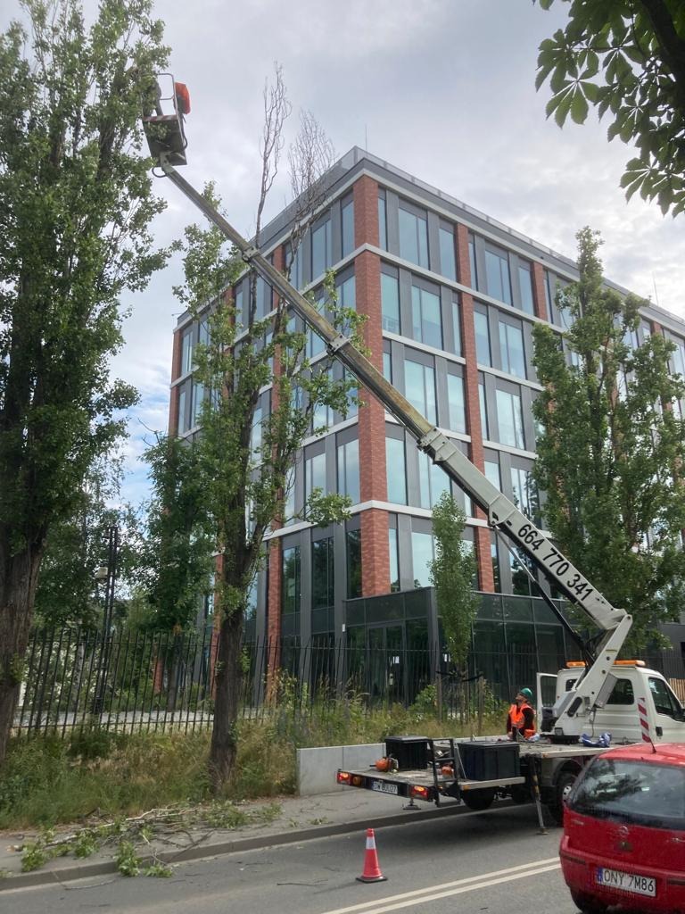 Pielęgnacja topoli we Wrocławiu