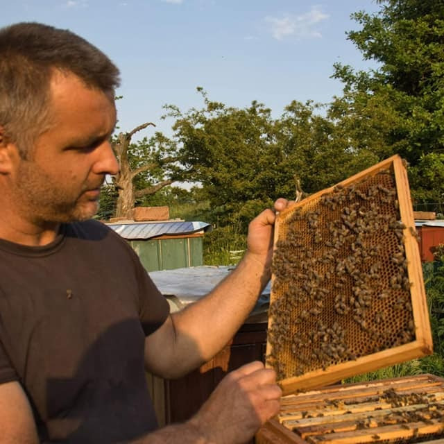 Pszczelarz trzyma ramkę z plastrem miodu, na której widać pszczoły; w tle zielone drzewa i zabudowania pasieki.