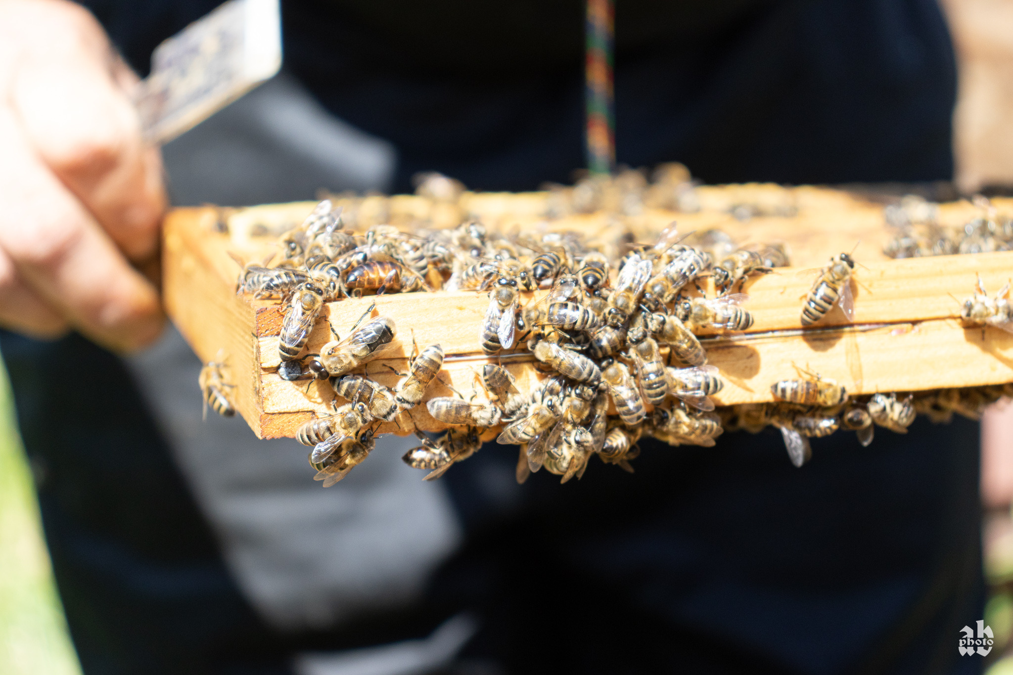 Ręka pszczelarza trzyma ramkę ula, na której zgromadziły się pszczoły, widoczna królowa pszczół.