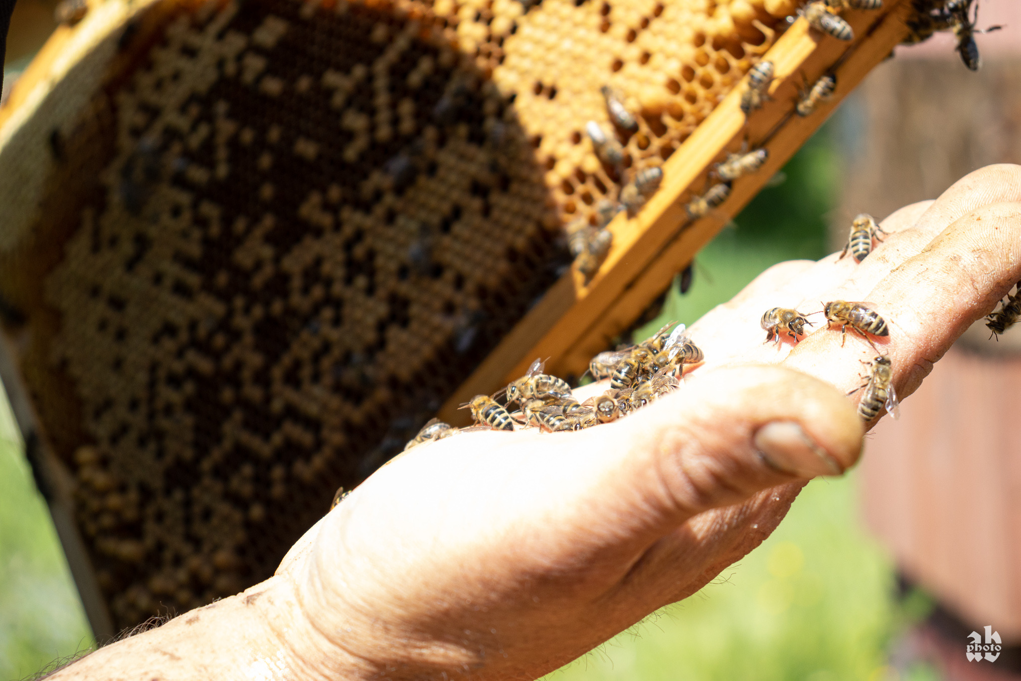Ręka pszczelarza z pszczołami na dłoni, w tle rama z plastrem miodu w promieniach słońca.