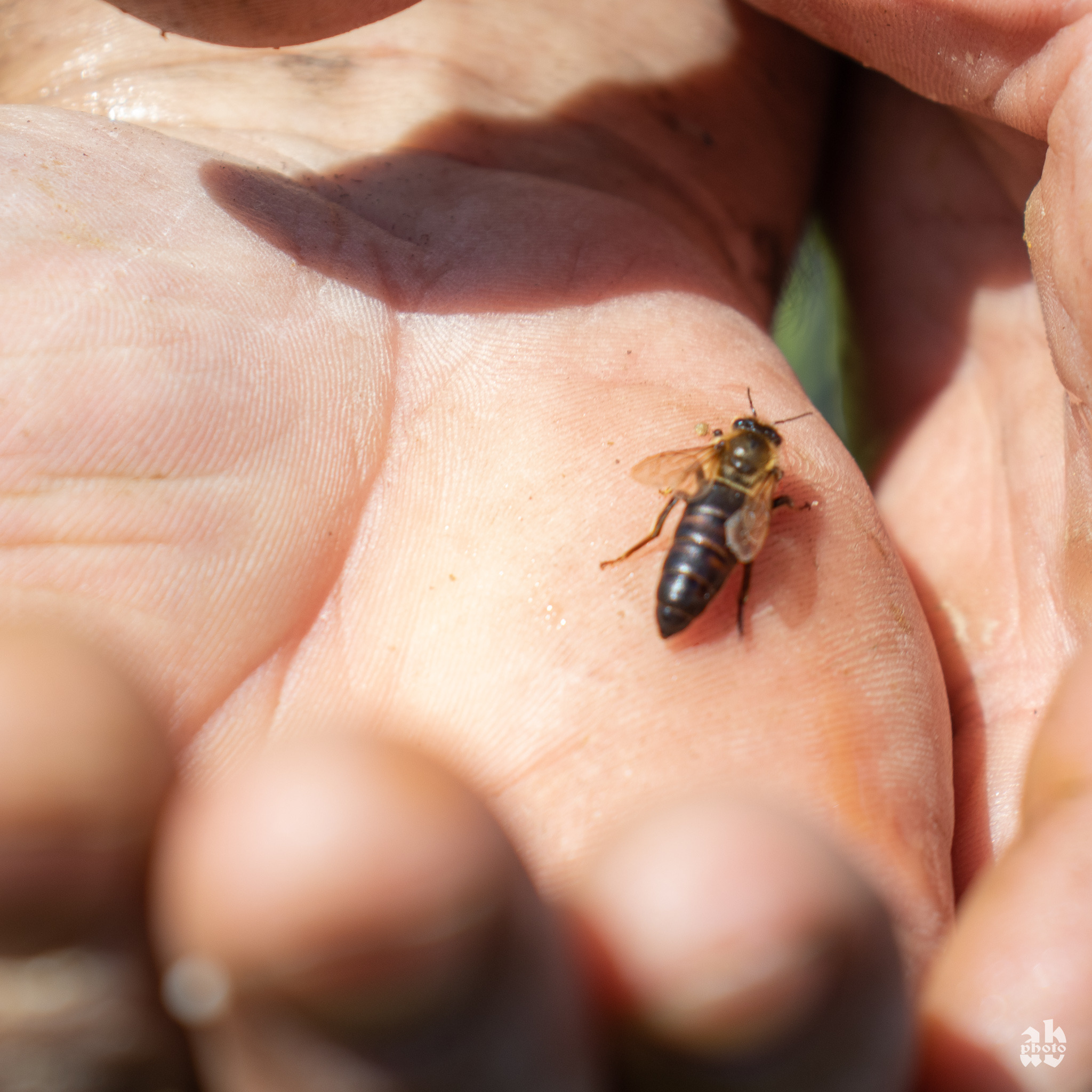 Pszczoła miodna spoczywająca na otwartej dłoni, widoczne detale owada i linii papilarnych.