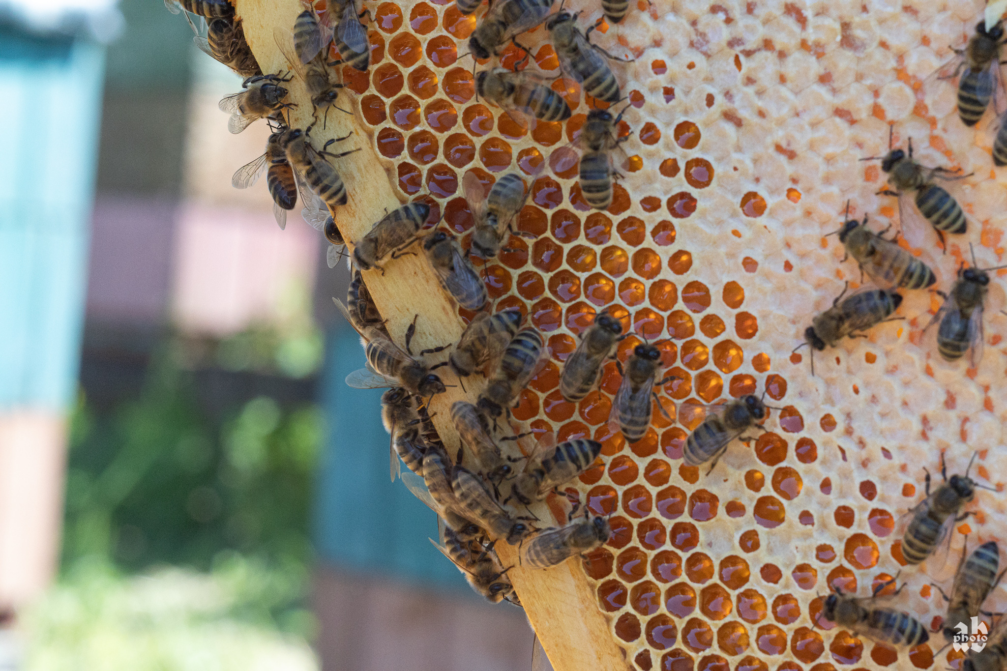 Ramka z plastrami miodu, na której pracują pszczoły, widoczne komórki wypełnione miodem, tło rozmyte.