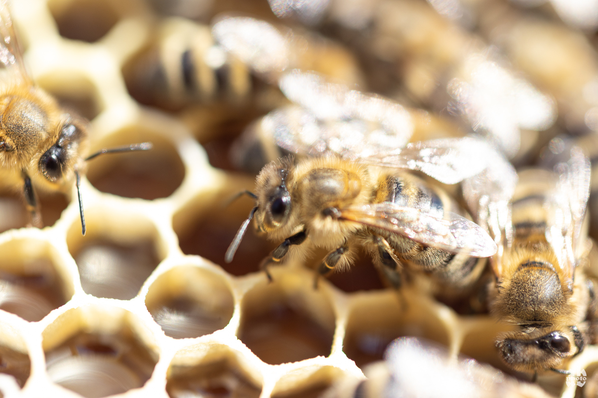 Zbliżenie pszczoły miodnej na plastrze miodu, z widocznymi detalami budowy owada i strukturą woskowych komórek, oświetlonych ciepłym światłem.