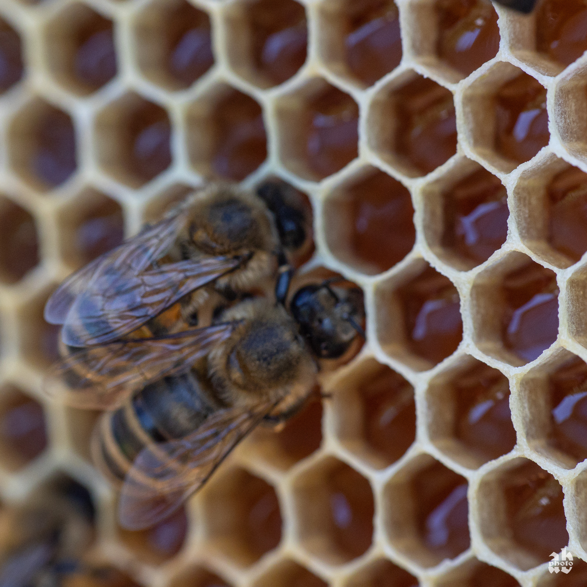 Zbliżenie na plastry z wypełnionymi komórkami i pszczołami, widoczne detale budowy plastra i owadów.