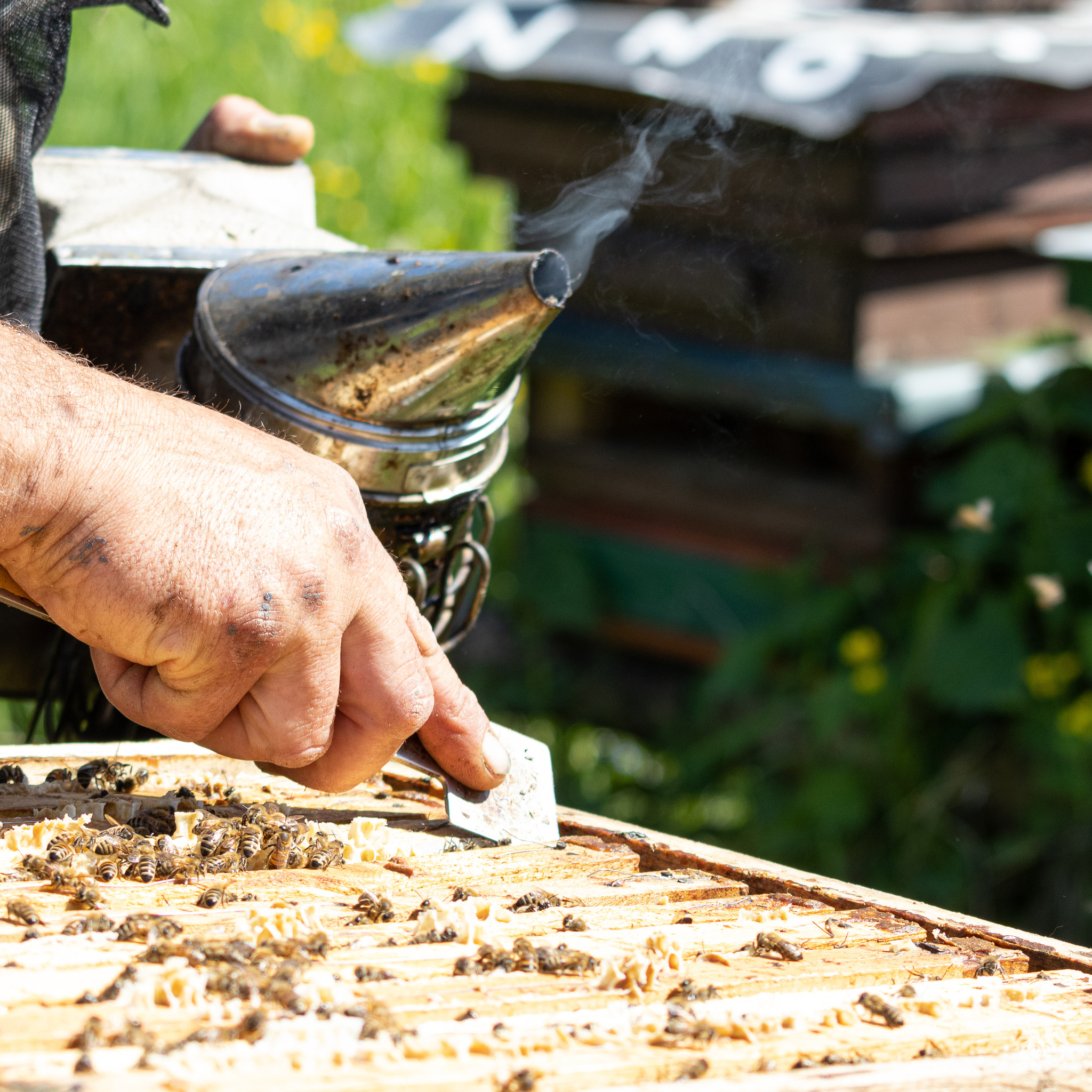 Pracownik w kombinezonie pszczelarskim, używający dymarki i narzędzia do podważania ramki w ulu, z widocznymi pszczołami na ramce.