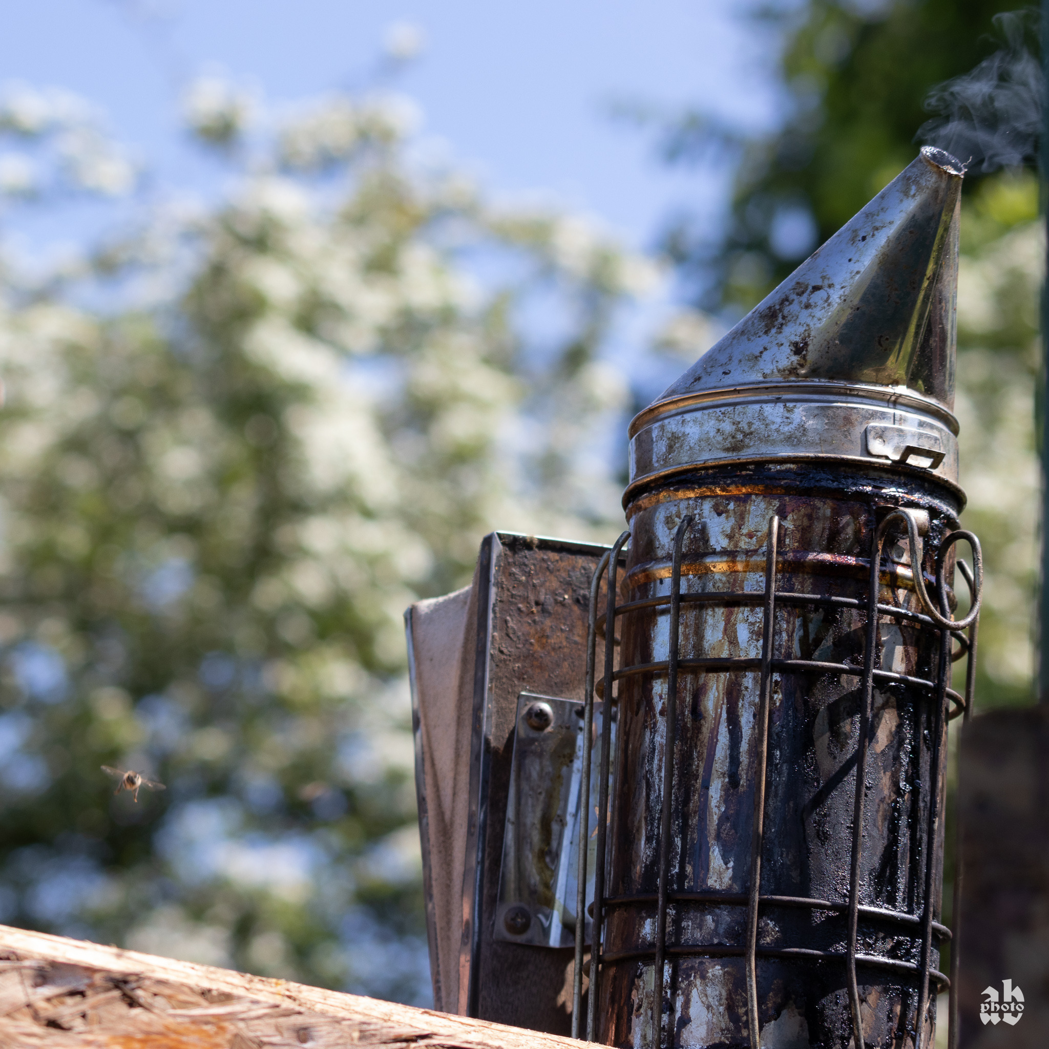 Używany dymnik pszczelarski z wydobywającym się dymem, ustawiony na drewnianej desce, z rozmytego tła kwitnących drzew i błękitnego nieba, oraz pszczołą w locie.