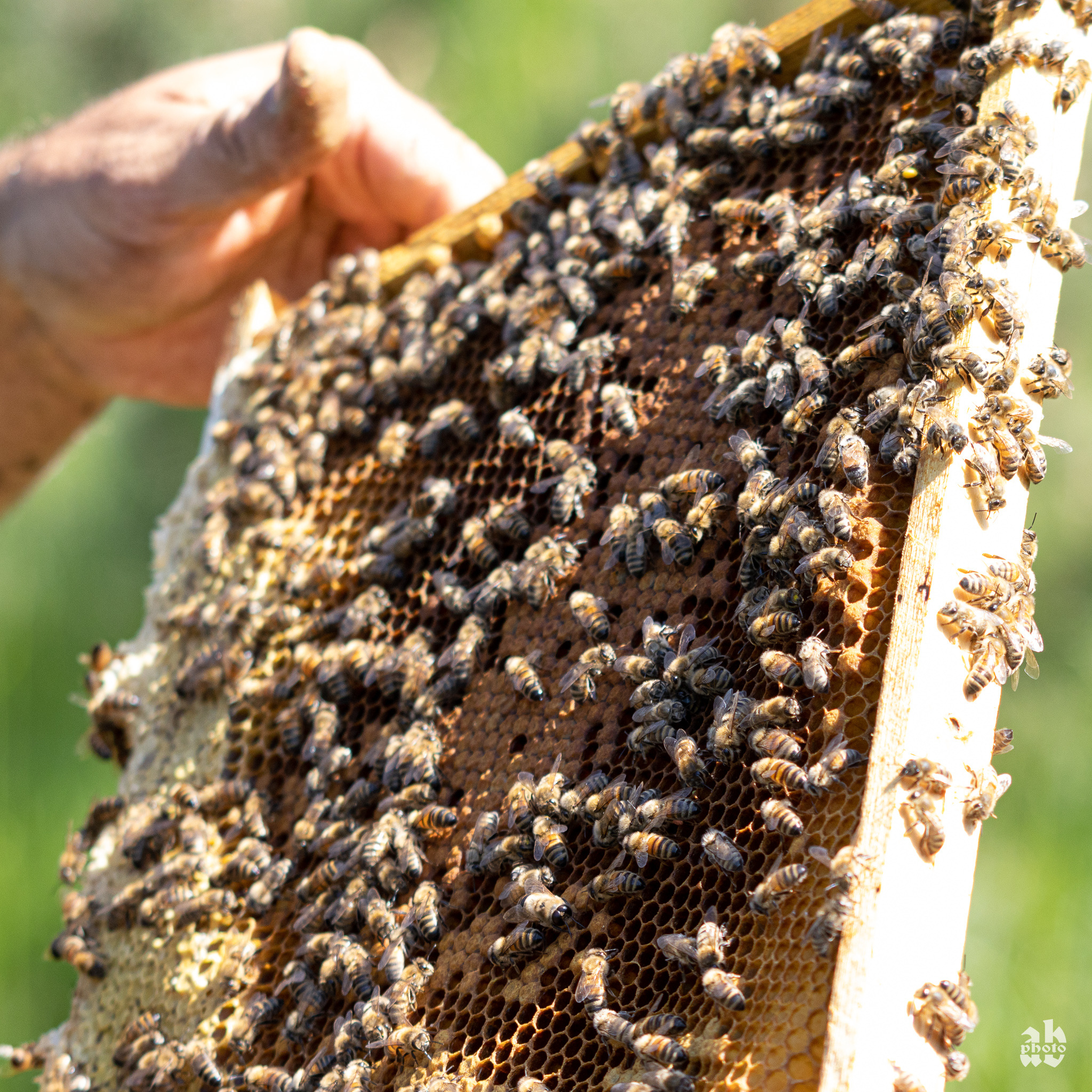 Wyjęta ramka z ula, gęsto pokryta pszczołami na tle zieleni, trzymana w dłoni