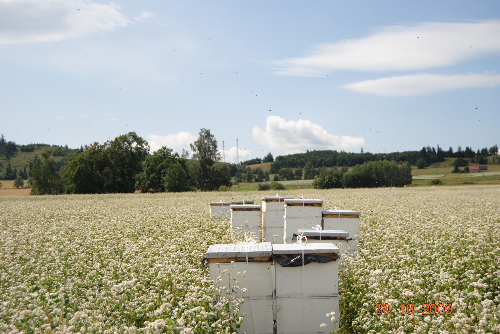 Ule ustawione na kwitnącym polu gryki, otoczone zielenią drzew, z widocznymi latającymi pszczołami.