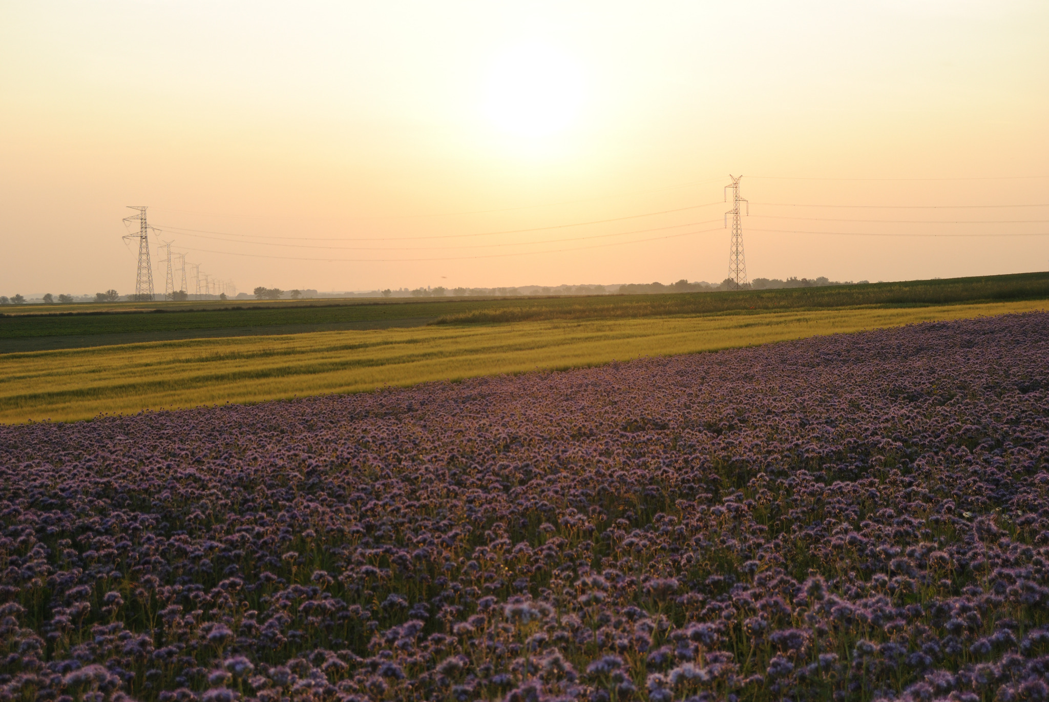 Rozległe pole kwitnącej facelii w promieniach zachodzącego słońca, z linią wysokiego napięcia w oddali.