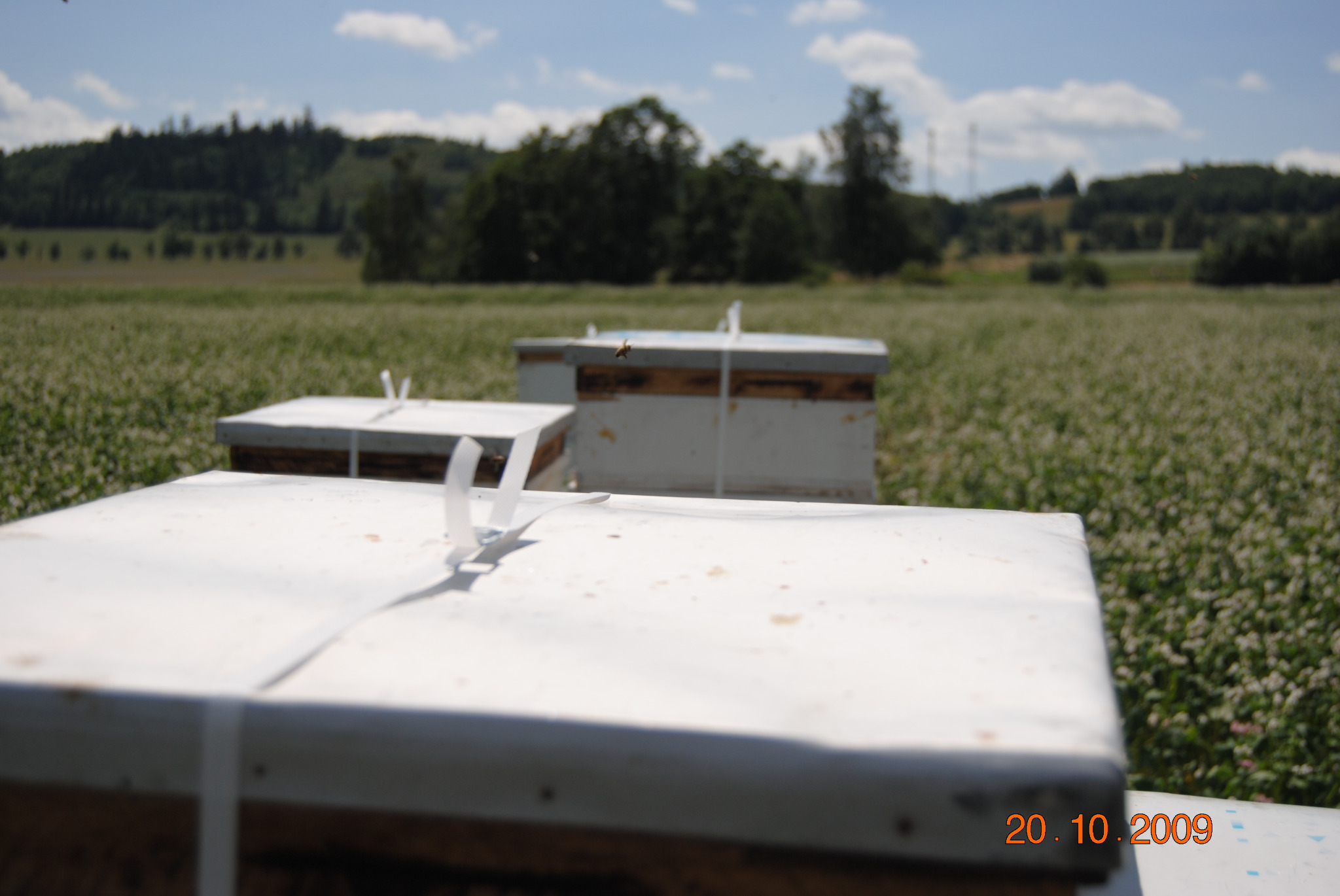 Ul pszczeli na polu kwitnących roślin, z widoczną pszczołą w locie i datą 20.10.2009 w prawym dolnym rogu.