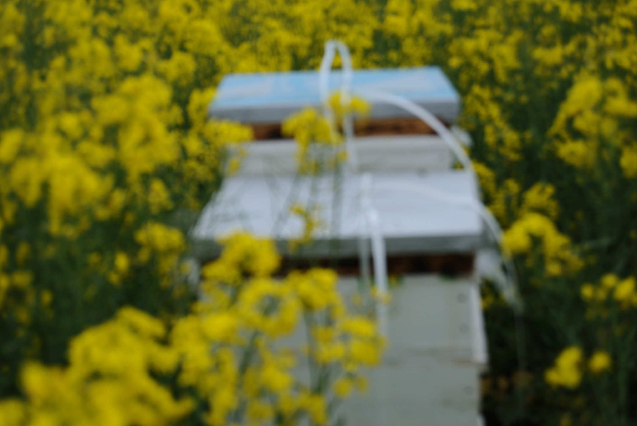 Ustawiony ul w polu kwitnącego rzepaku, widok rozmyty.