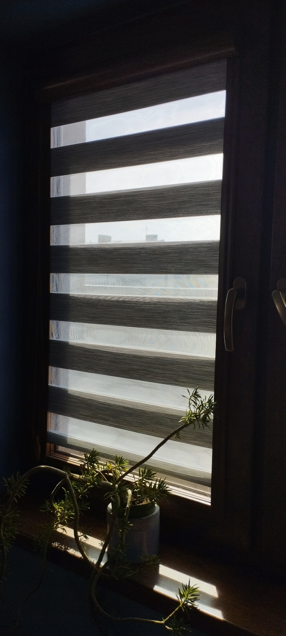 Okna z roletami w stylu dzień i noc, częściowo zasłonięte, z widocznym przez nie światłem dziennym i rośliną doniczkową na parapecie.