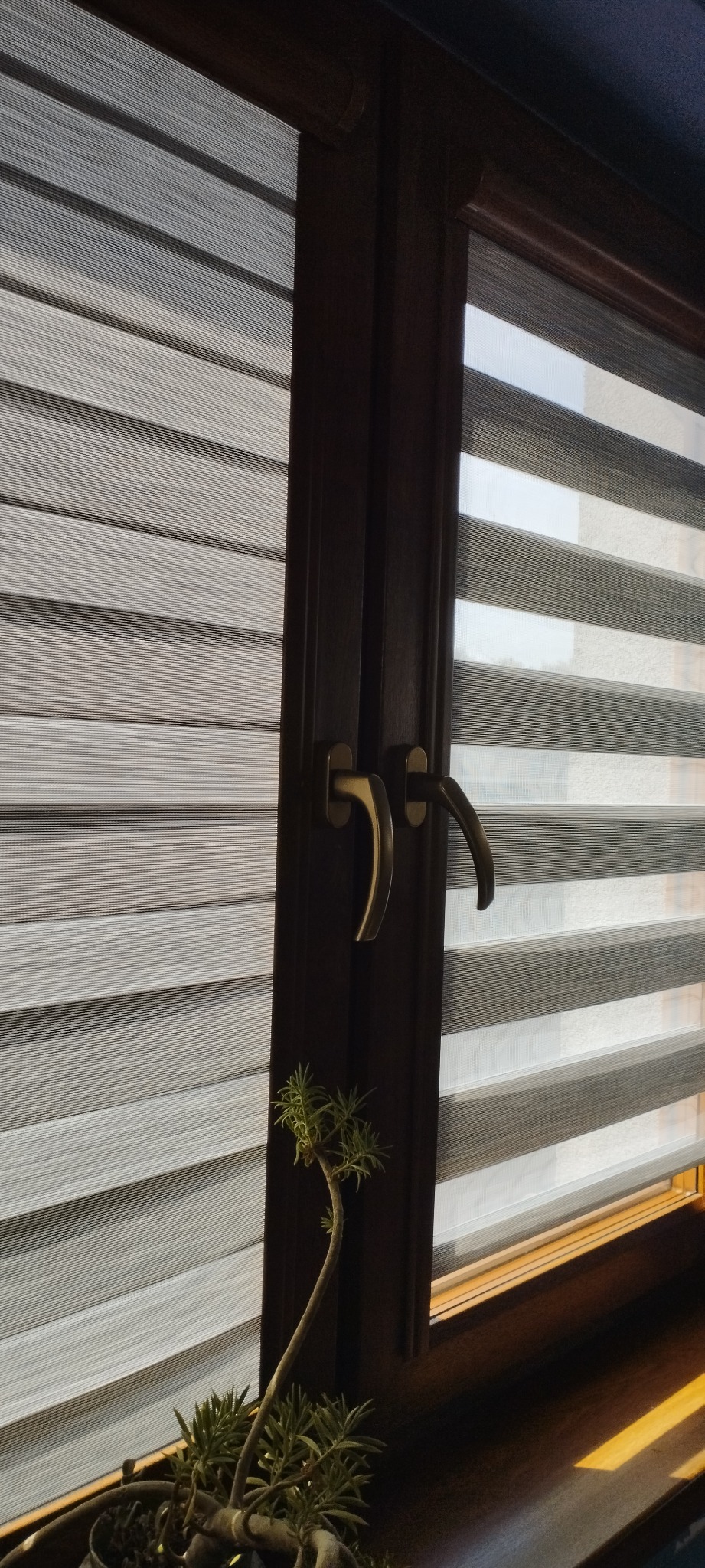 Okno z drewnianą ramą i zamontowanymi roletami dzień noc w odcieniach szarości, z widocznym uchwytem i małą rośliną w doniczce na parapecie.