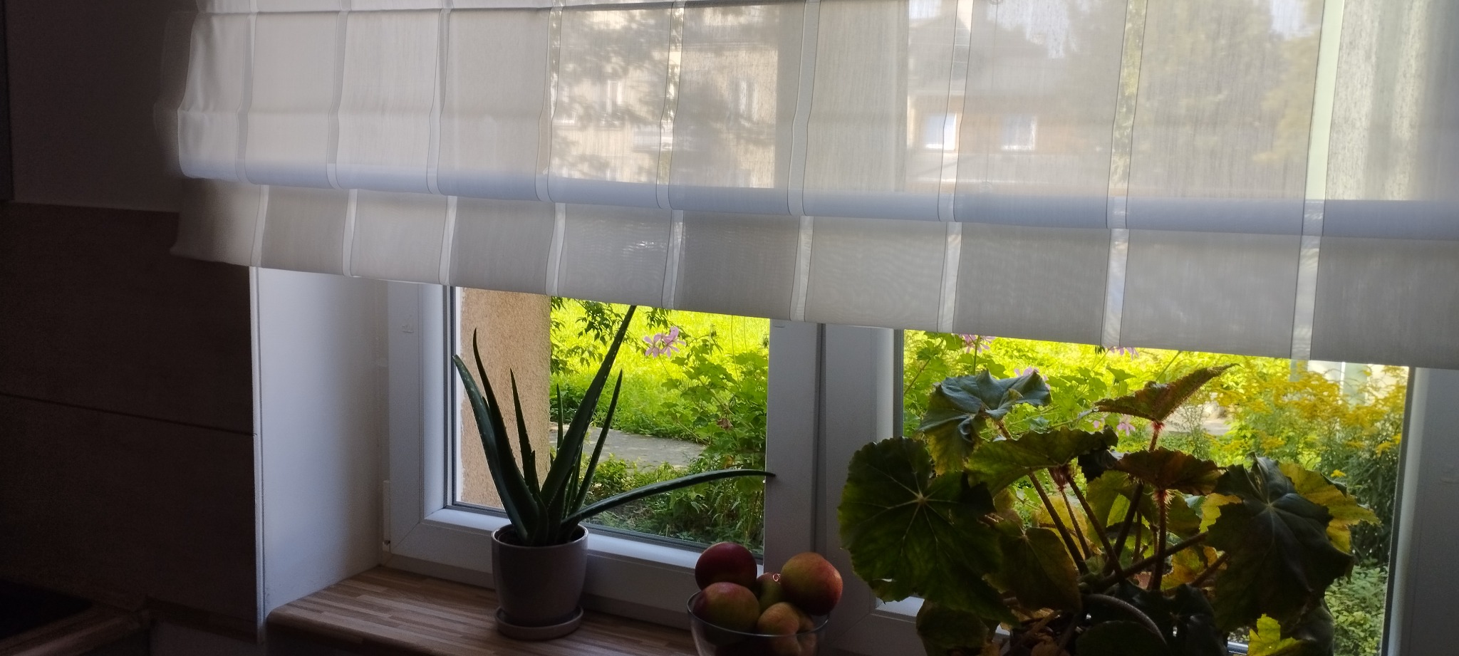 Delikatna, jasna roleta rzymska z subtelnymi paskami, częściowo opuszczona, w oknie z widokiem na zieleń ogrodu, z aloesem i begonią na parapecie.