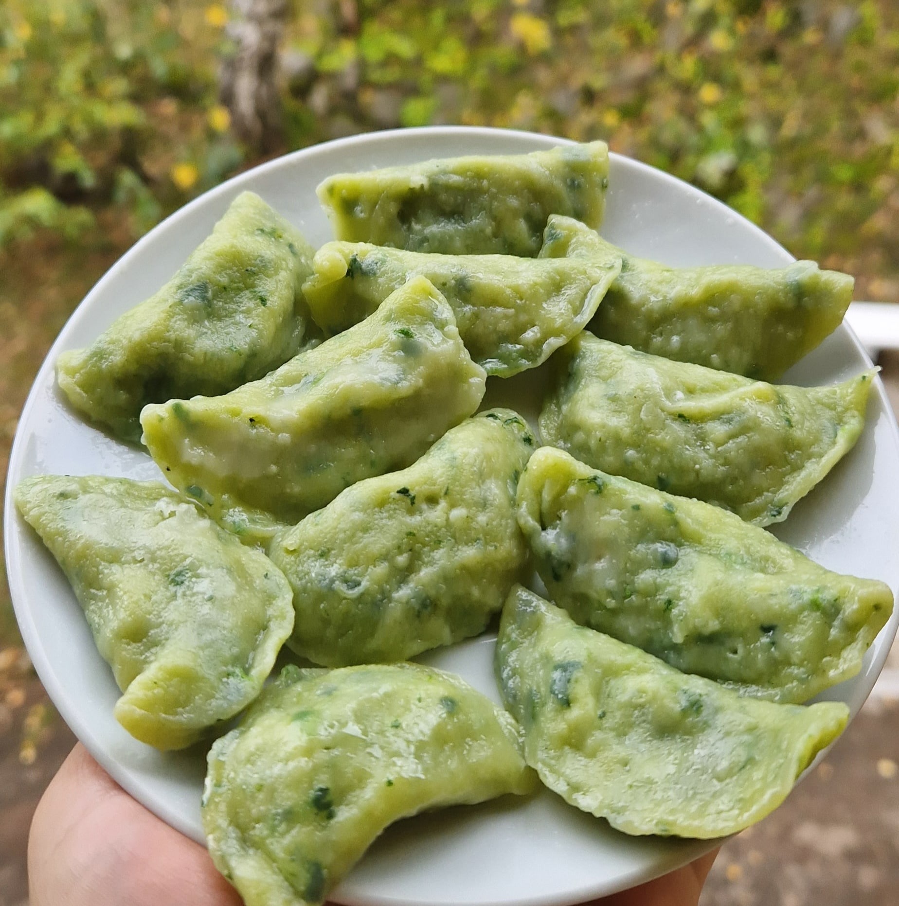Blikse zielone pierogi z farszem ziołowym na białym talerzu, trzymane w dłoni na tle zieleni.