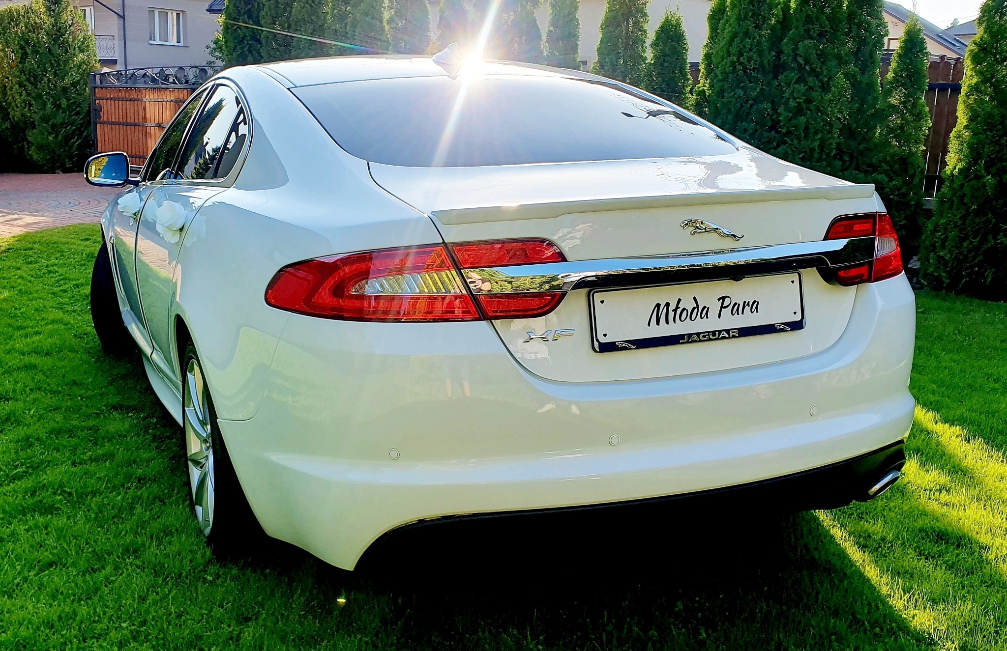 Biały Jaguar XF z tablicą rejestracyjną 'Młoda Para' na tle zielonego trawnika i tuj.