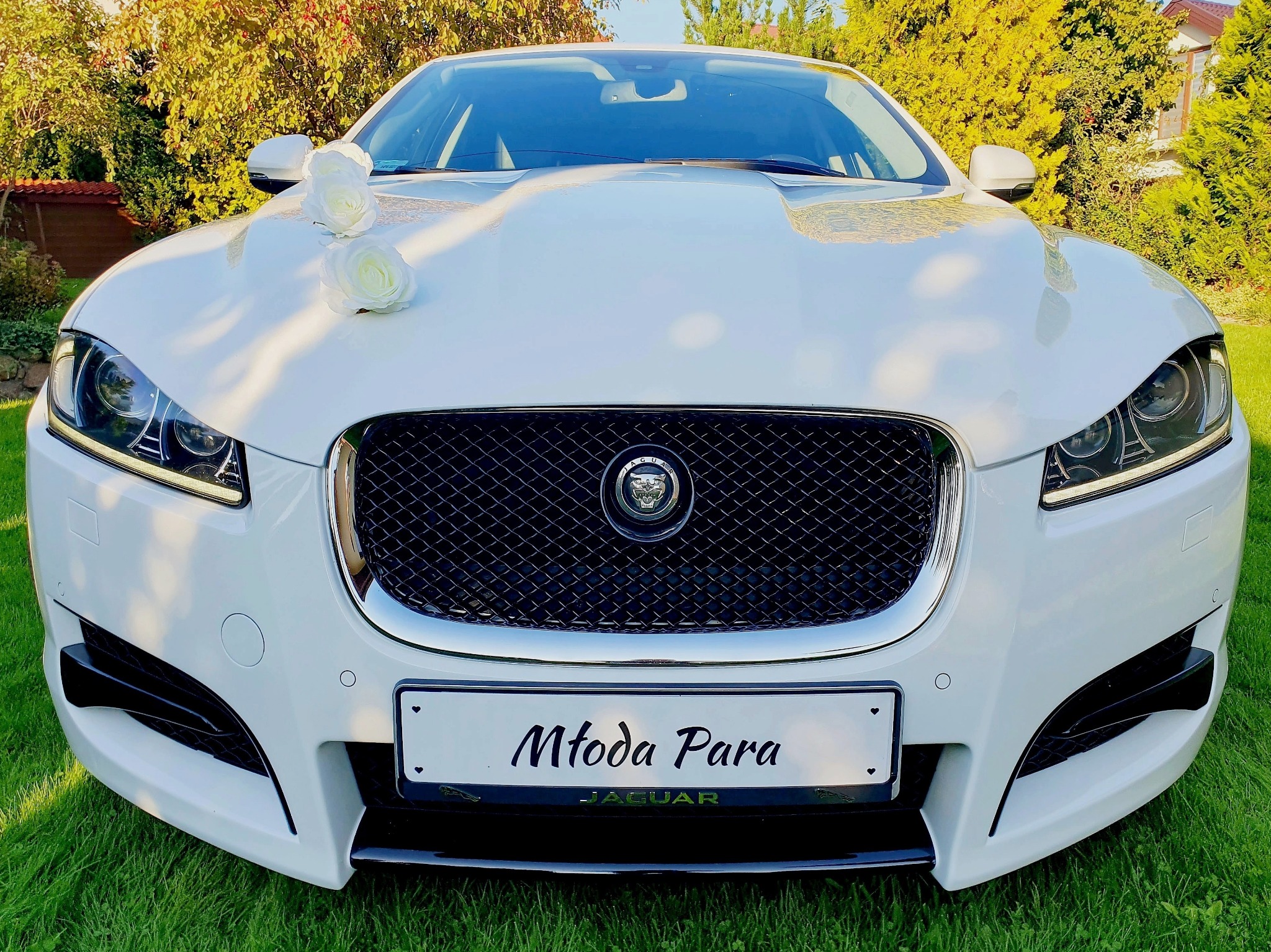 Biały Jaguar udekorowany białymi różami i tablicą rejestracyjną 'Młoda Para' na tle zielonego trawnika i krzewów.