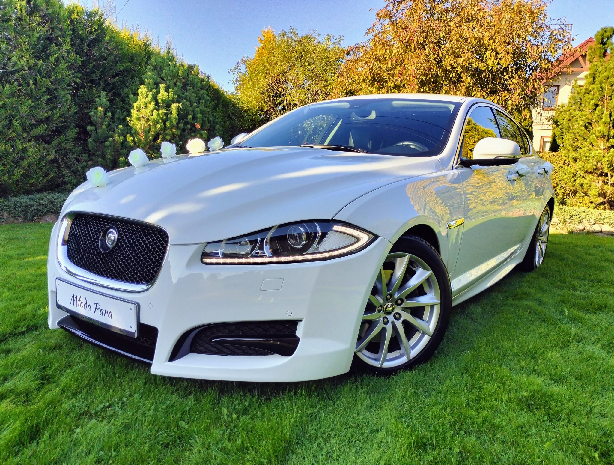 Biały Jaguar udekorowany białymi kwiatami na masce i tablicą 'Młoda Para', stojący na trawniku przed domem w słoneczny dzień.