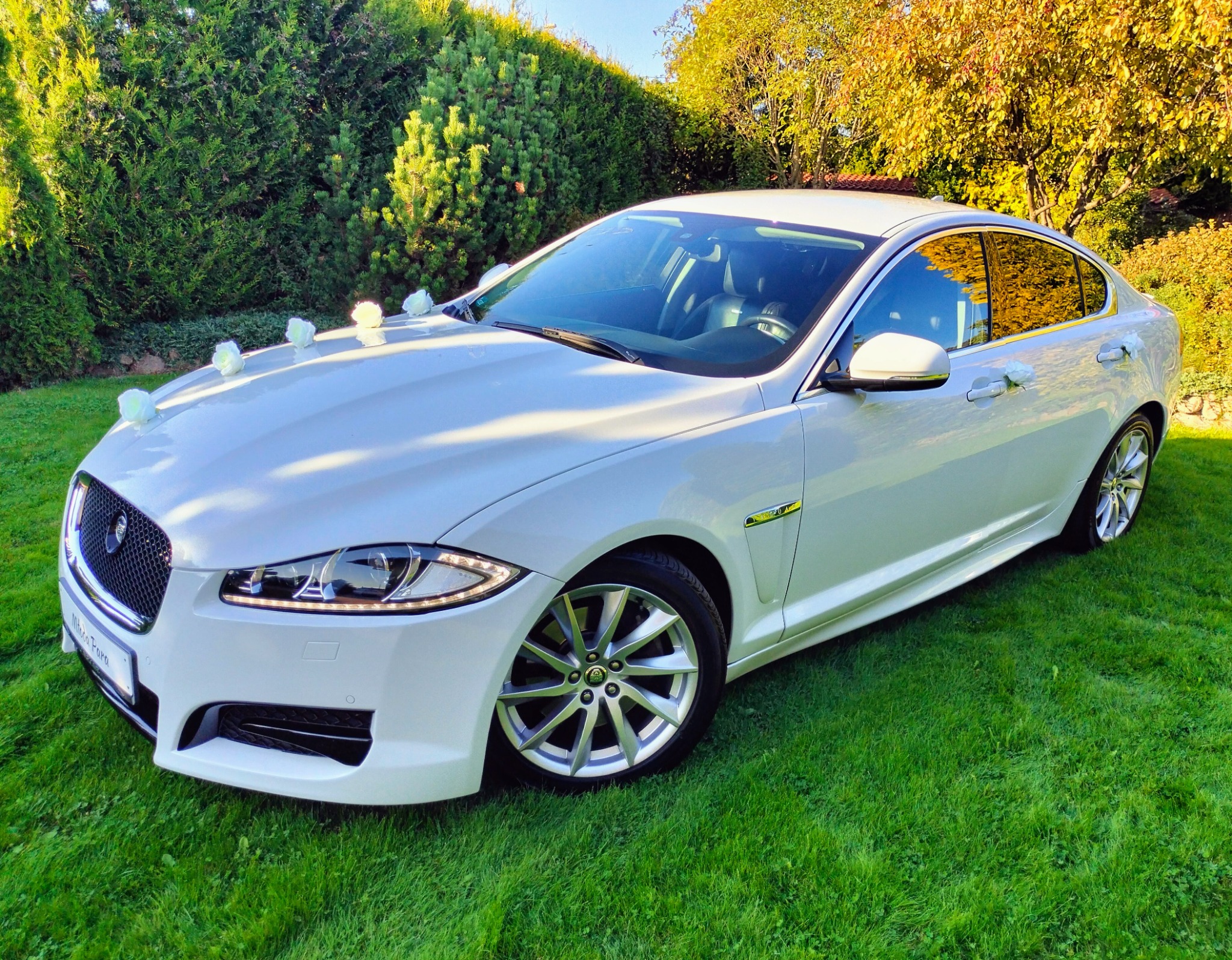 Biały Jaguar XF udekorowany białymi różami na masce i klamkach, stojący na trawniku przed zielonymi krzewami i drzewami z jesiennymi liśćmi, sugerujący wynajem na uroczystości.