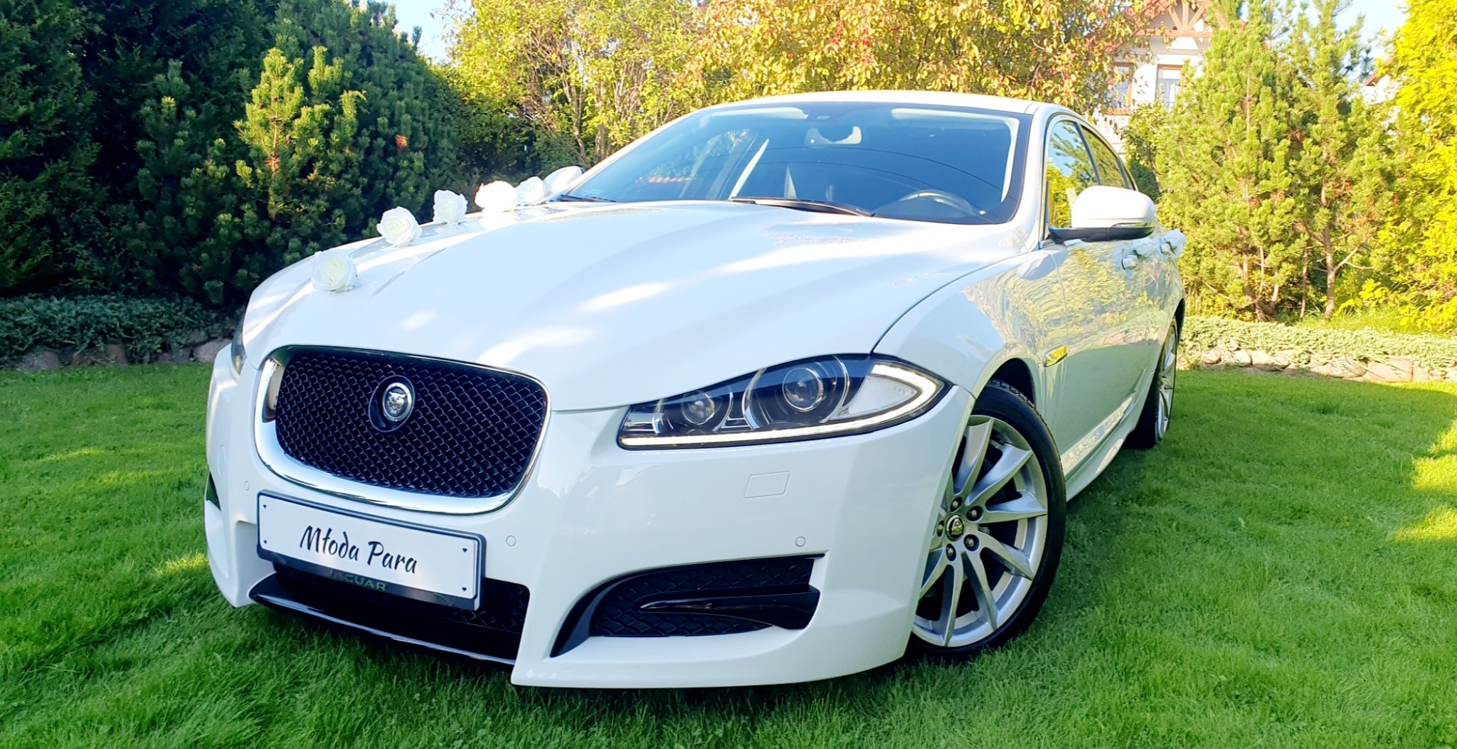 Biały Jaguar XF udekorowany białymi różami na masce i tabliczką 'Młoda Para' na tle zielonego trawnika i krzewów.