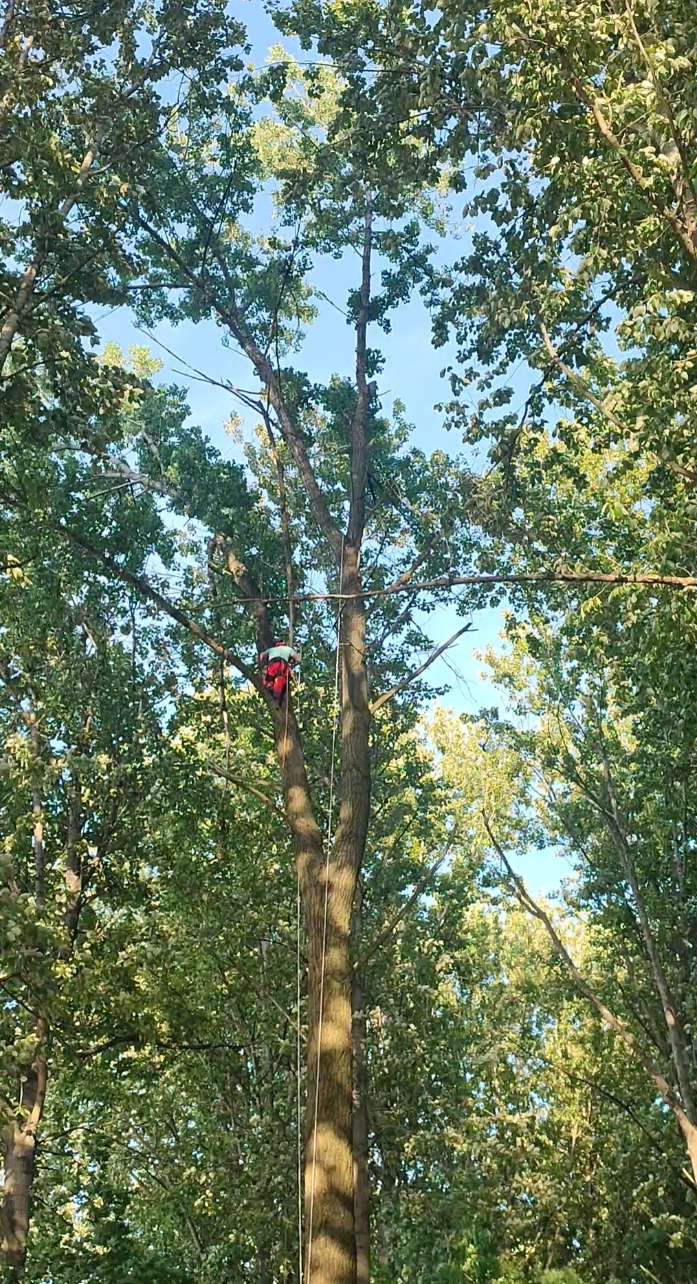 Arborysta w czerwonym kombinezonie, zabezpieczony linami, pracuje na wysokości w koronie drzewa liściastego podczas słonecznego dnia.