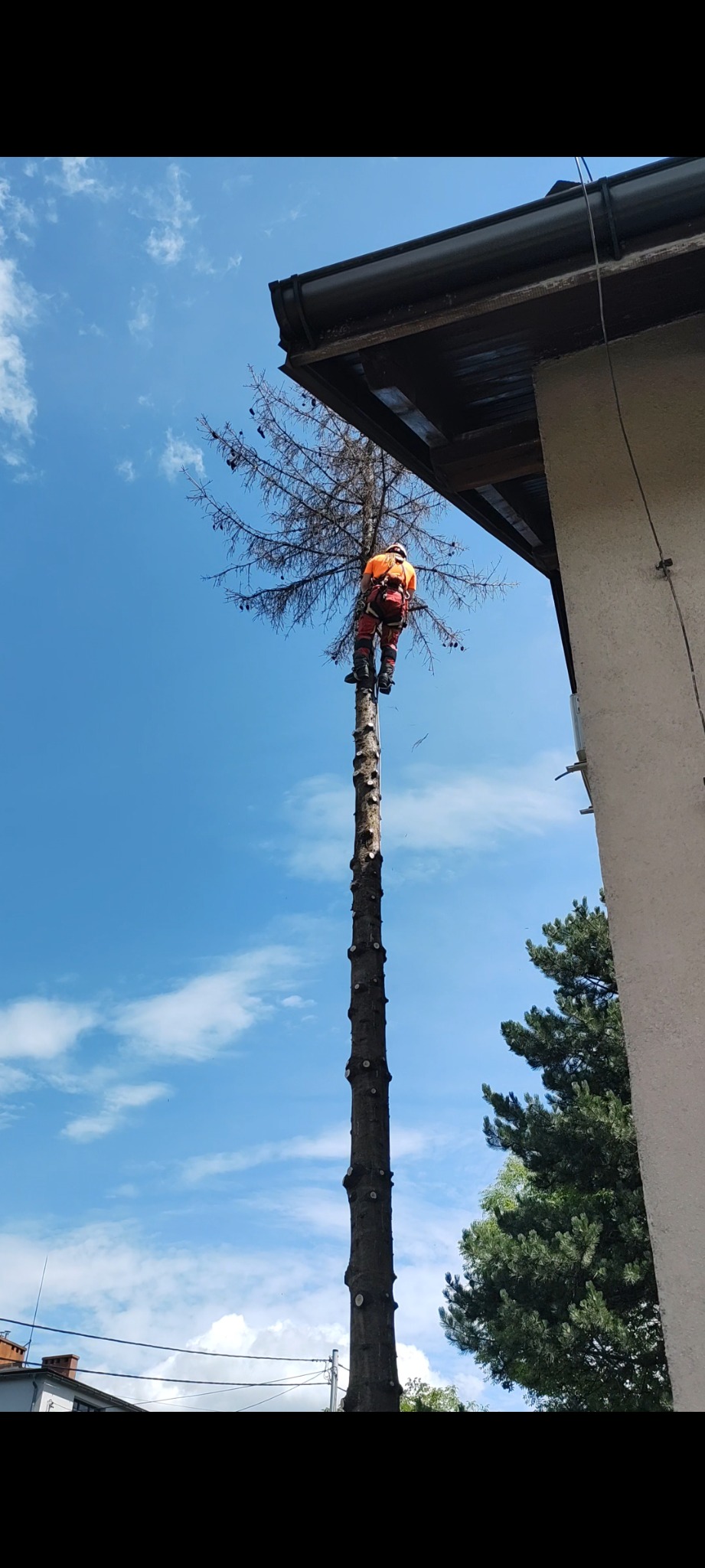 Arborysta w pomarańczowym ubraniu roboczym, zabezpieczony linami, wspina się na wysoki, ogołocony pień drzewa z pozostałościami suchych gałęzi, na tle błękitnego nieba i fragmentu budynku.