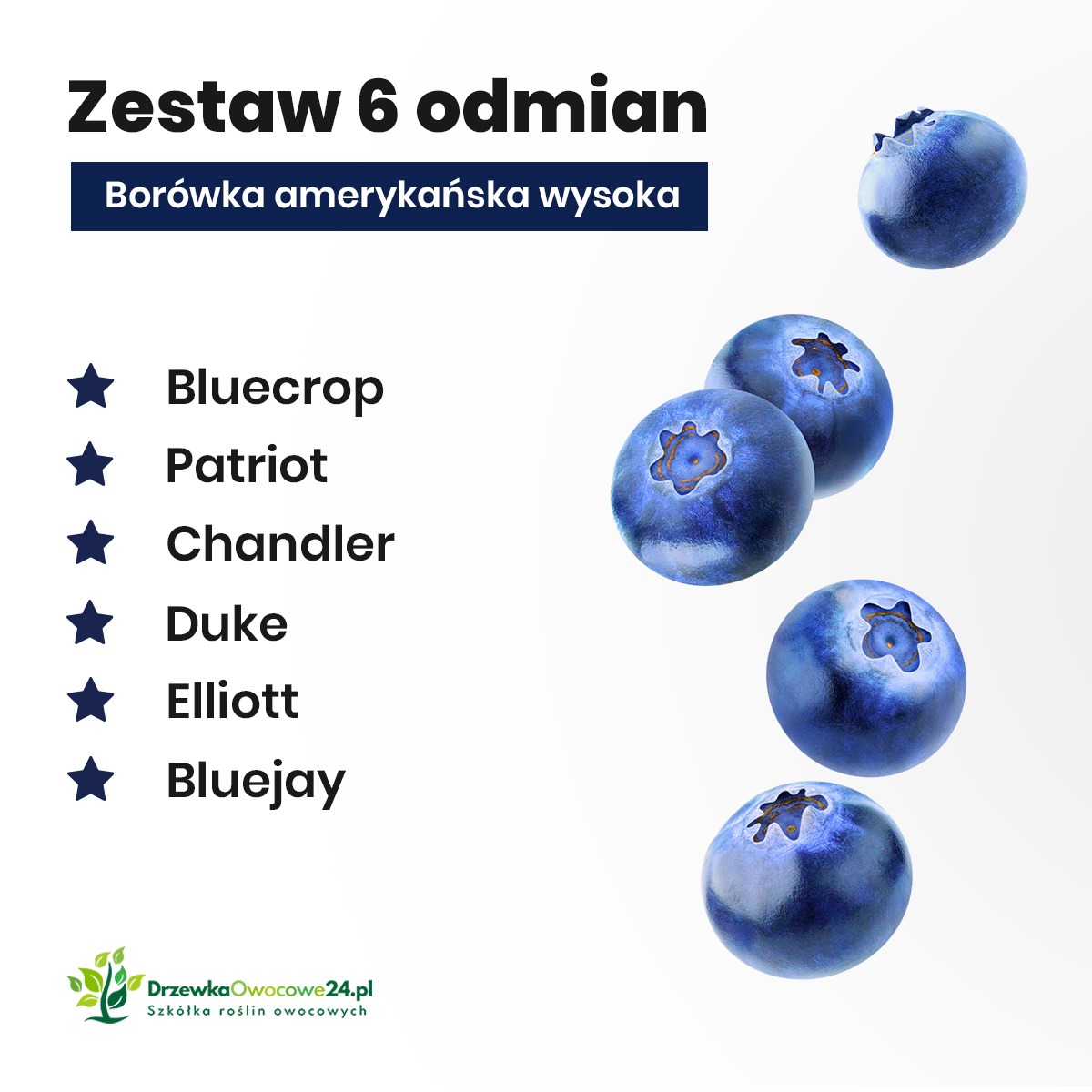Grafika reklamowa prezentująca zestaw sześciu odmian borówki amerykańskiej wysokiej: Bluecrop, Patriot, Chandler, Duke, Elliott, Bluejay, z logo szkółki roślin owocowych DrzewkaOwocowe24.pl.