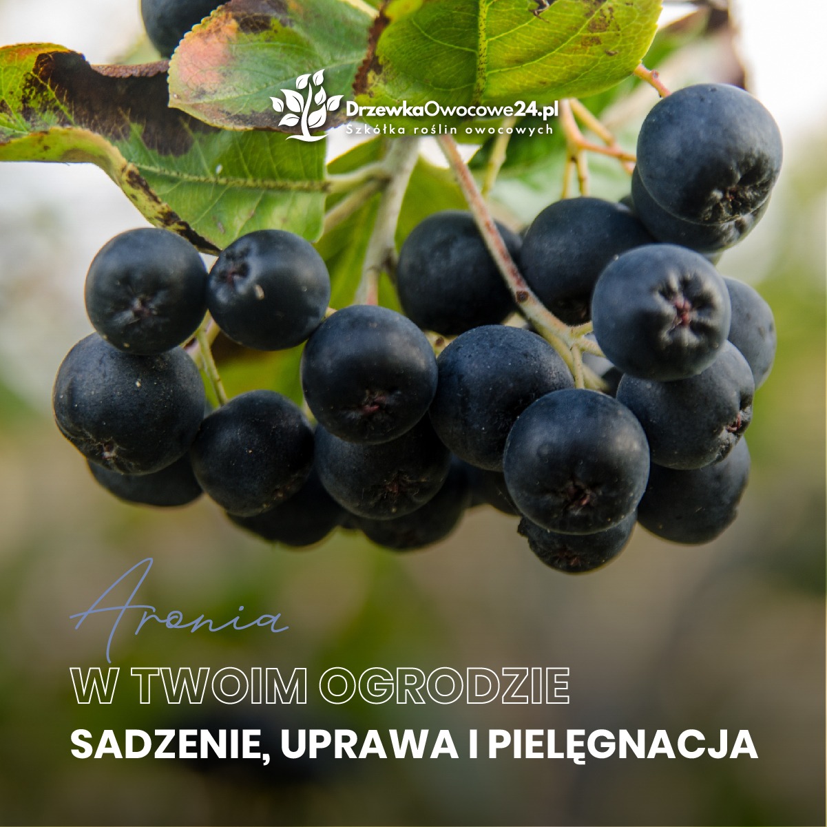 Gałązka aronii z dojrzałymi, ciemnymi owocami, w tle logo szkółki roślin owocowych DrzewkaOwocowe24.pl.