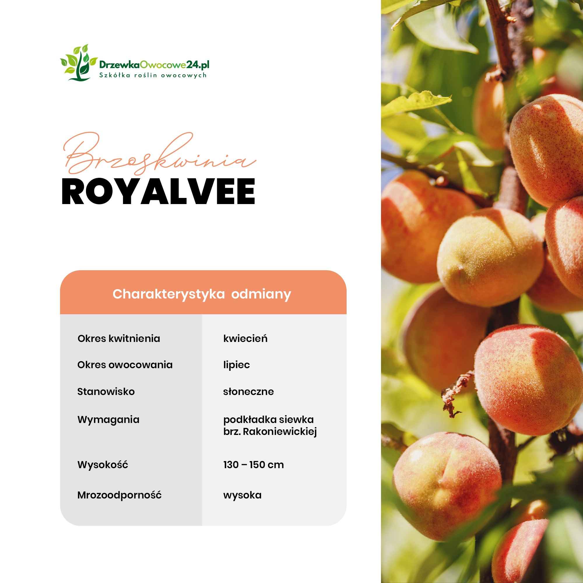 Grafika informacyjna szkółki drzew owocowych DrzewkaOwocowe24.pl, prezentująca charakterystykę odmiany brzoskwini RoyalVee, z widocznymi owocami na gałęzi w tle.
