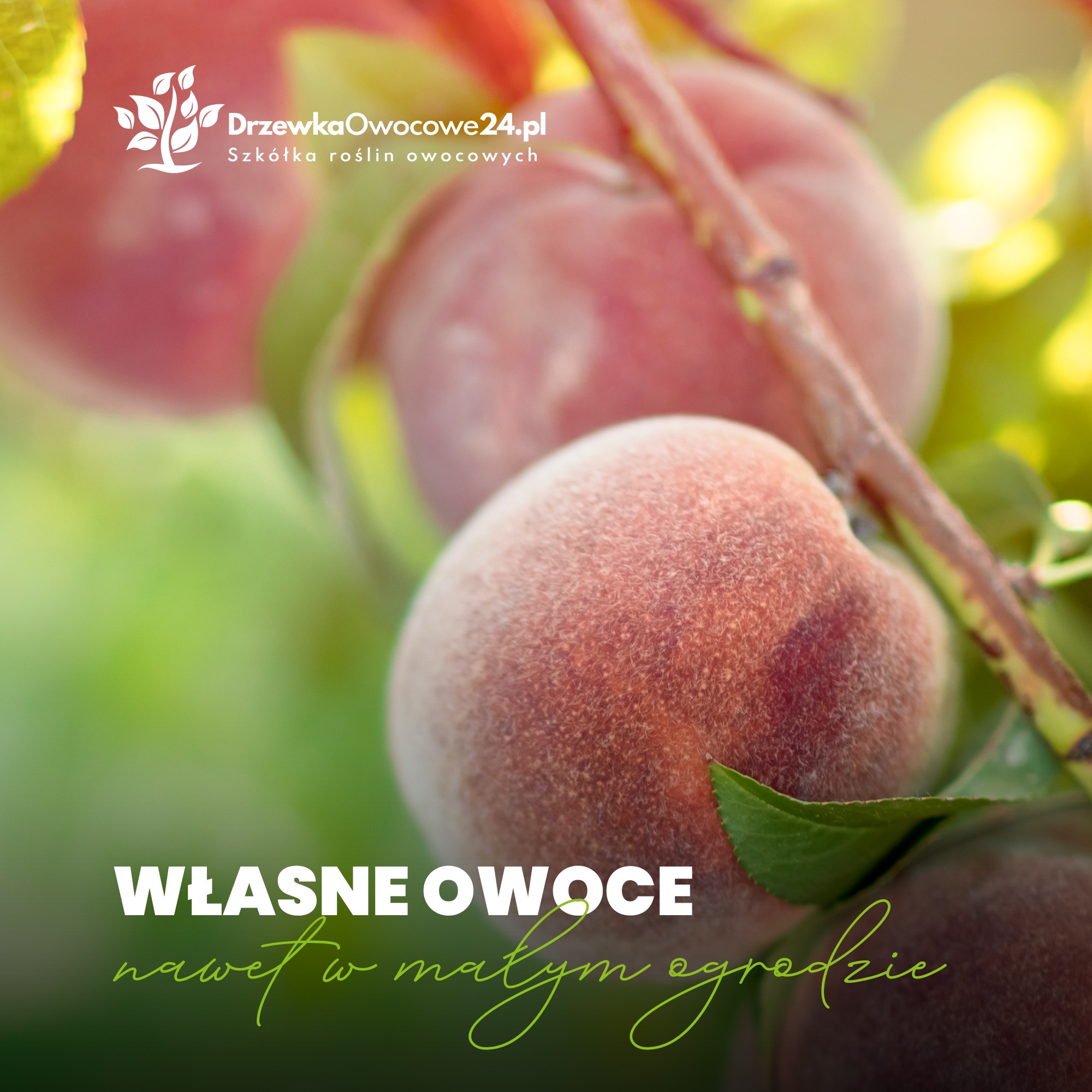 Soczyste brzoskwinie na gałęzi w słonecznym ogrodzie, logo szkółki roślin owocowych w lewym górnym rogu, hasło reklamowe 'Własne owoce nawet w małym ogrodzie' na dole.