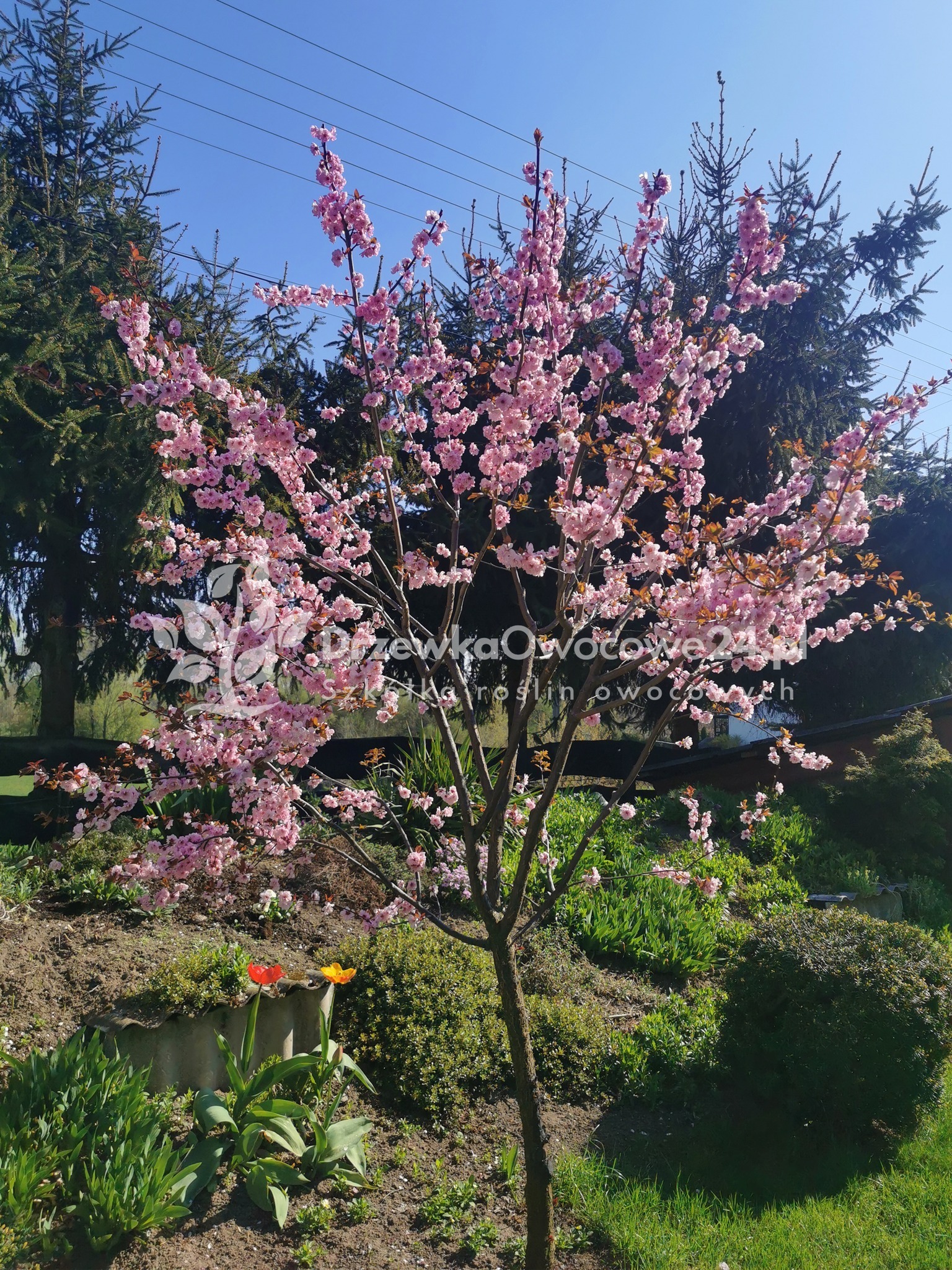 Kwitnąca wiśnia ozdobna na tle iglaków i błękitnego nieba, z widocznymi czerwonym i żółtym tulipanem w dolnej części kadru.