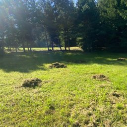 Wycinka drzew Łososina Dolna 1