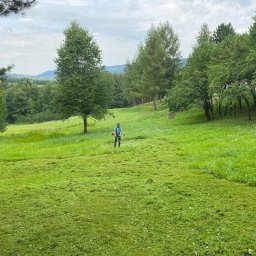 Wycinka drzew Łososina Dolna 2