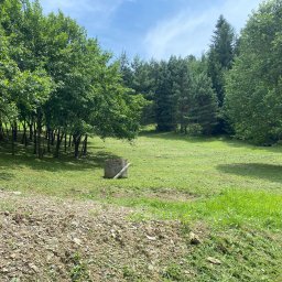 Wycinka drzew Łososina Dolna 4