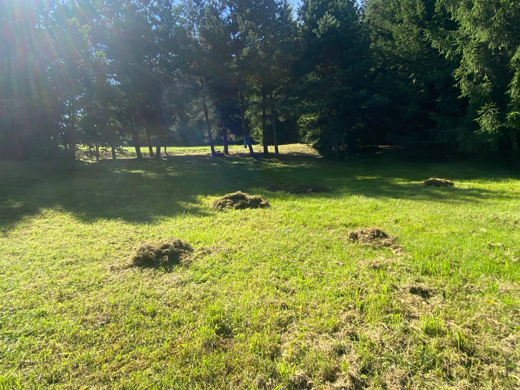 Świeżo skoszona trawa ułożona w kopki na trawniku w słoneczny dzień, widoczne drzewa w tle.