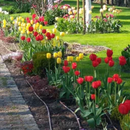 Rabata z rzędami czerwonych i żółtych tulipanów, obok ścieżki z kostki brukowej, z widocznym systemem nawadniania kroplowego.