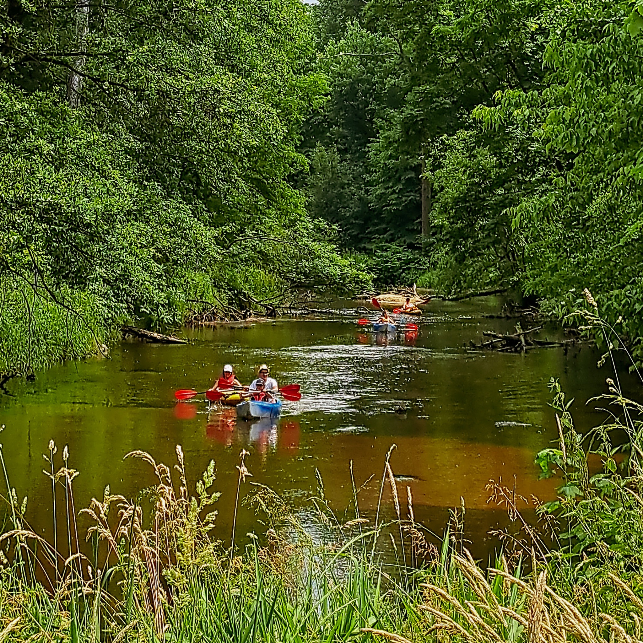 Spokojny spływ kajakowy rzeką otoczoną gęstym lasem, widoczne trzy kajaki z osobami wiosłującymi, w pierwszym planie wysoka trawa.